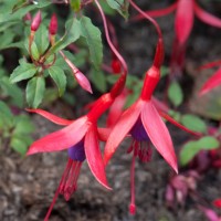 Fuchsia